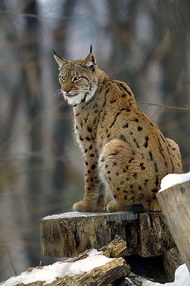 Un esemplare di lince (Lynx)